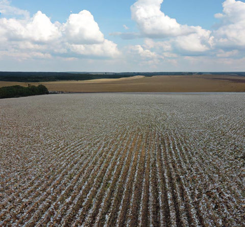 diy perfumers cotton field under cloudy_sky - Culinary Solvent