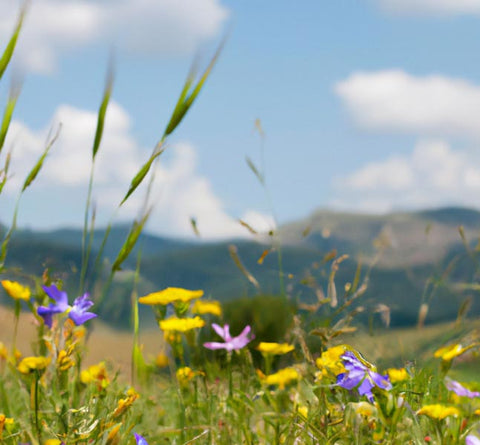 diy hobbyists wildflowers with mountains in background - Culinary Solvent
