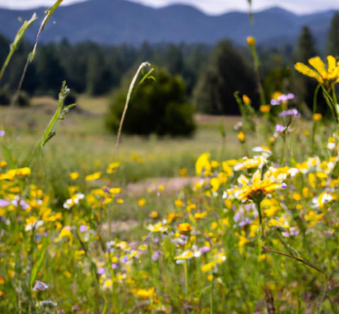 wildflowers in field forest in background - Culinary Solvent