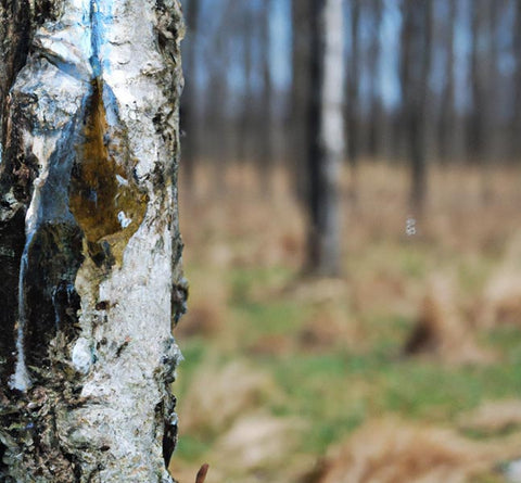 birch sap from birch tree ingredients for tincture recipe - Culinary Solvent
