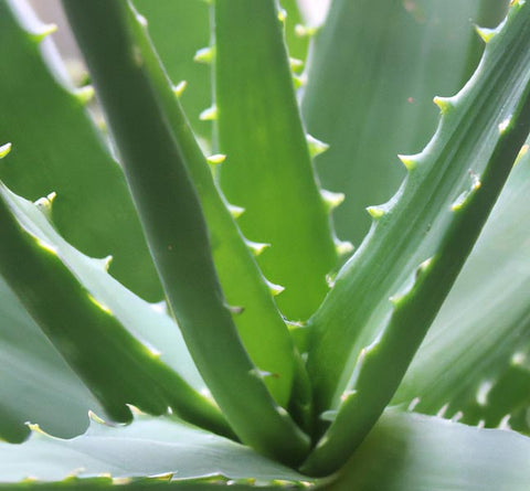 aloe vera plant for tincture recipe - Culinary Solvent