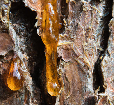 pine resin sap for tincture recipe - Culinary Solvent