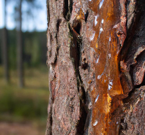 pine sap ingredients for tincture - Culinary Solvent