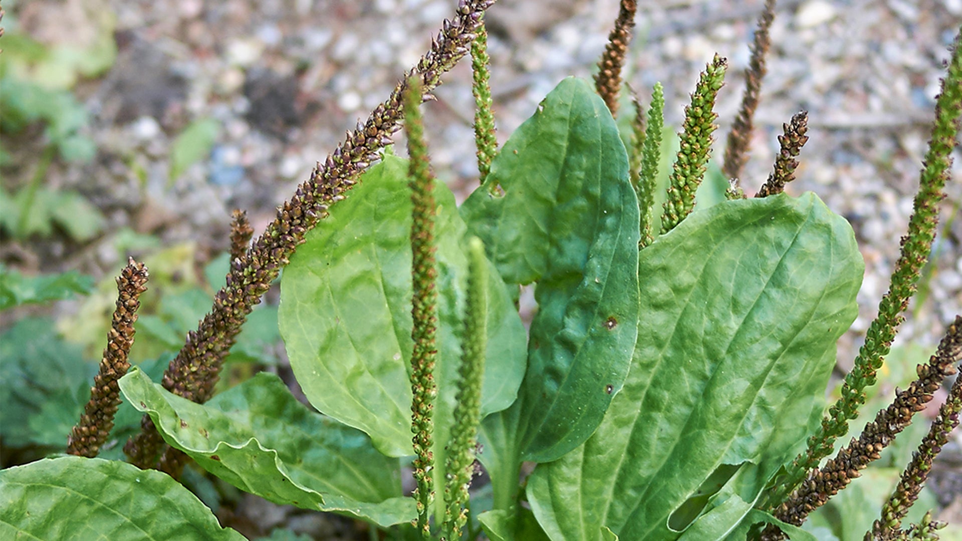 Homemade Plantain Tincture and Extract Recipe using Food Grade Ethanol