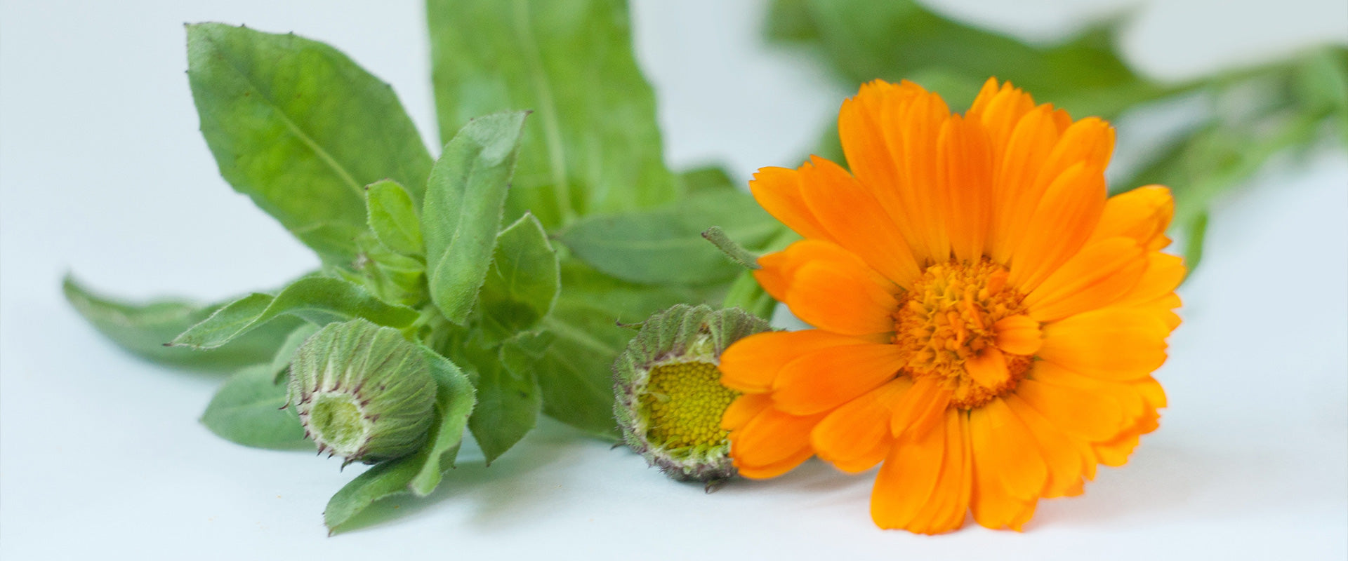 Calendula used to support immune health