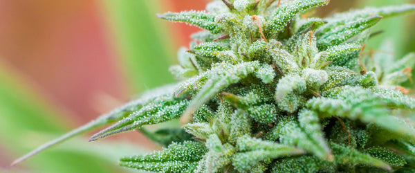 cannabinoid crystals THC, CBD, CBV on the leaf of a cannabis plant