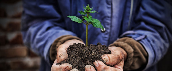 organic farmer holding dirt and organic corn sapling