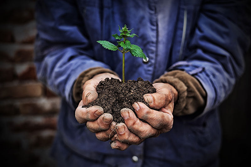 Hands holding dirt and plant, food grade alcohol for home and garden - CulinarySolvent.com