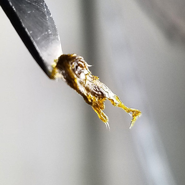 sticky honey like concentrate on tip of stainless tool