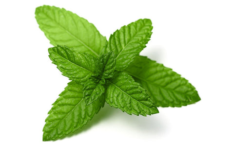 peppermint leaves for mint extract made with 200 proof food grade alcohol