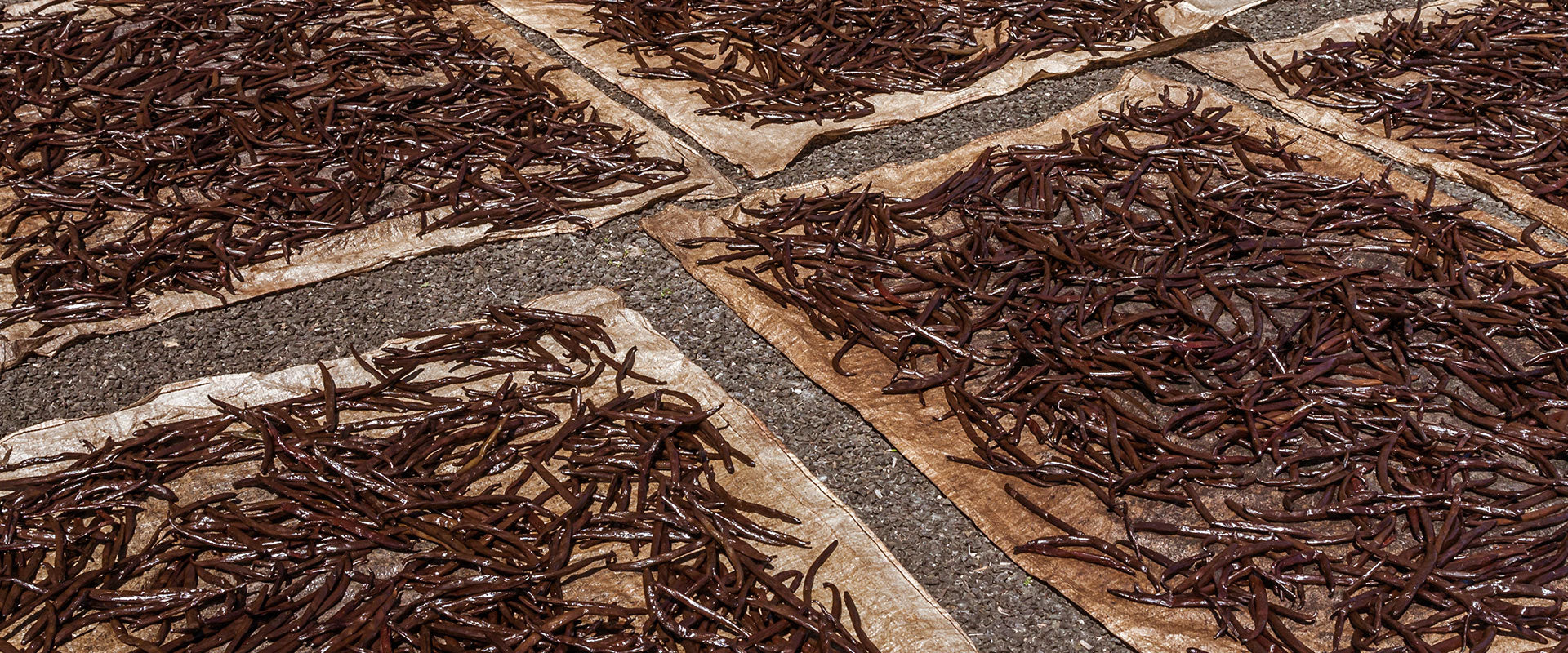 vanilla beans drying in the sun in Madagascar