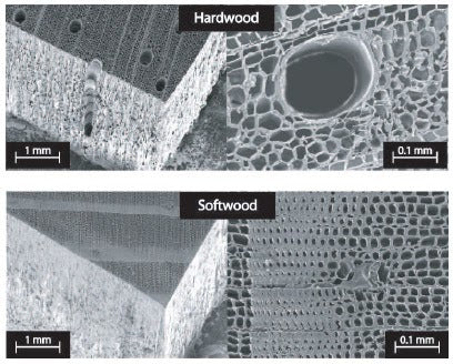 closeup of hardwood vs softwood grain