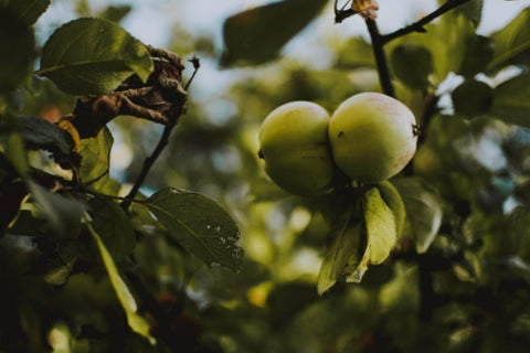 green apple uses cider orchard