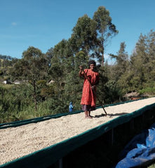 Papua New Guinea Baroida Estate Coffee