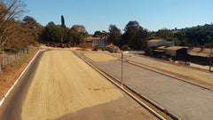 Brazil Peaberry green coffee beans drying