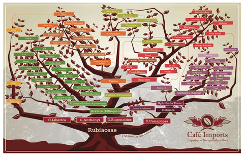 Coffee Farm Growing Regions & Varietals