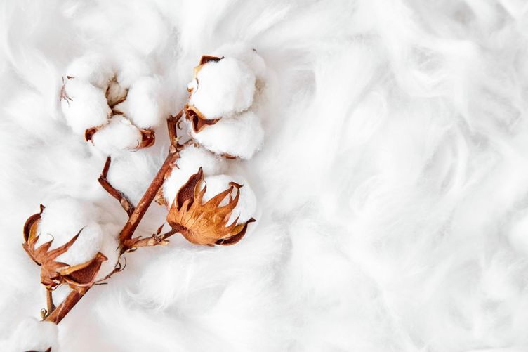 Dried egyptian cotton plant resting on a bed of cotton fibers