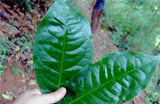 紅茶 アッサム種