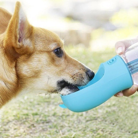 thirsty dog bottle