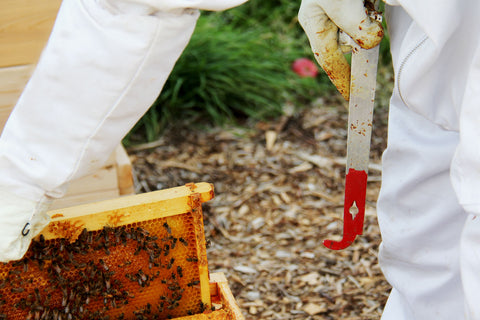 Beekeeping Equipment List Of What You Need