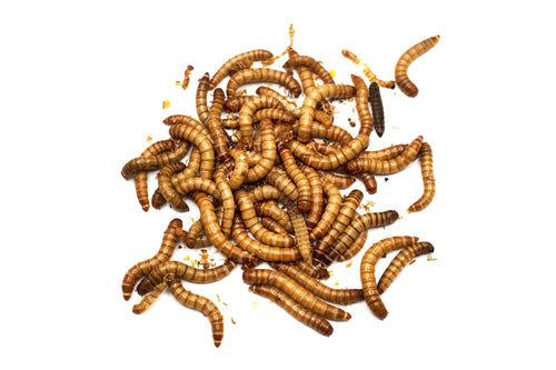 download giant mealworms