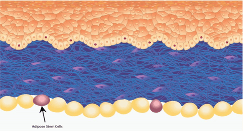 Cross-section of skin showing Adipose Stem Cells in Hypodermis