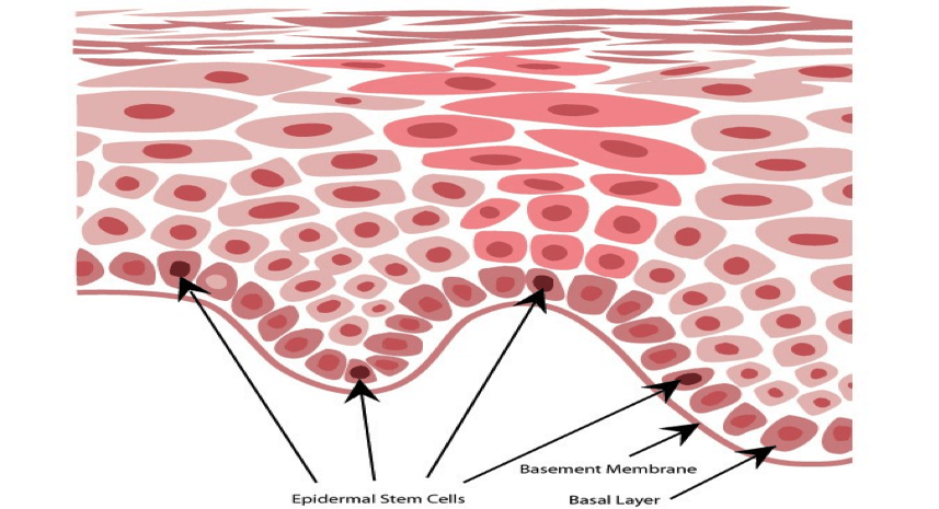 Figure 1 – Epidermal Cross Section, Stemology Skin Care