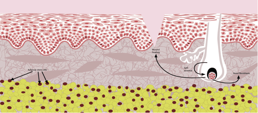Skin cross section showing follicular stem cells in dermal layer and adipose stem cells in hypodermis, Stemology Skin Care