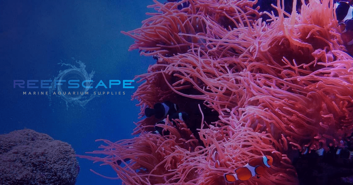 Reefscape – reefscape.co.nz
