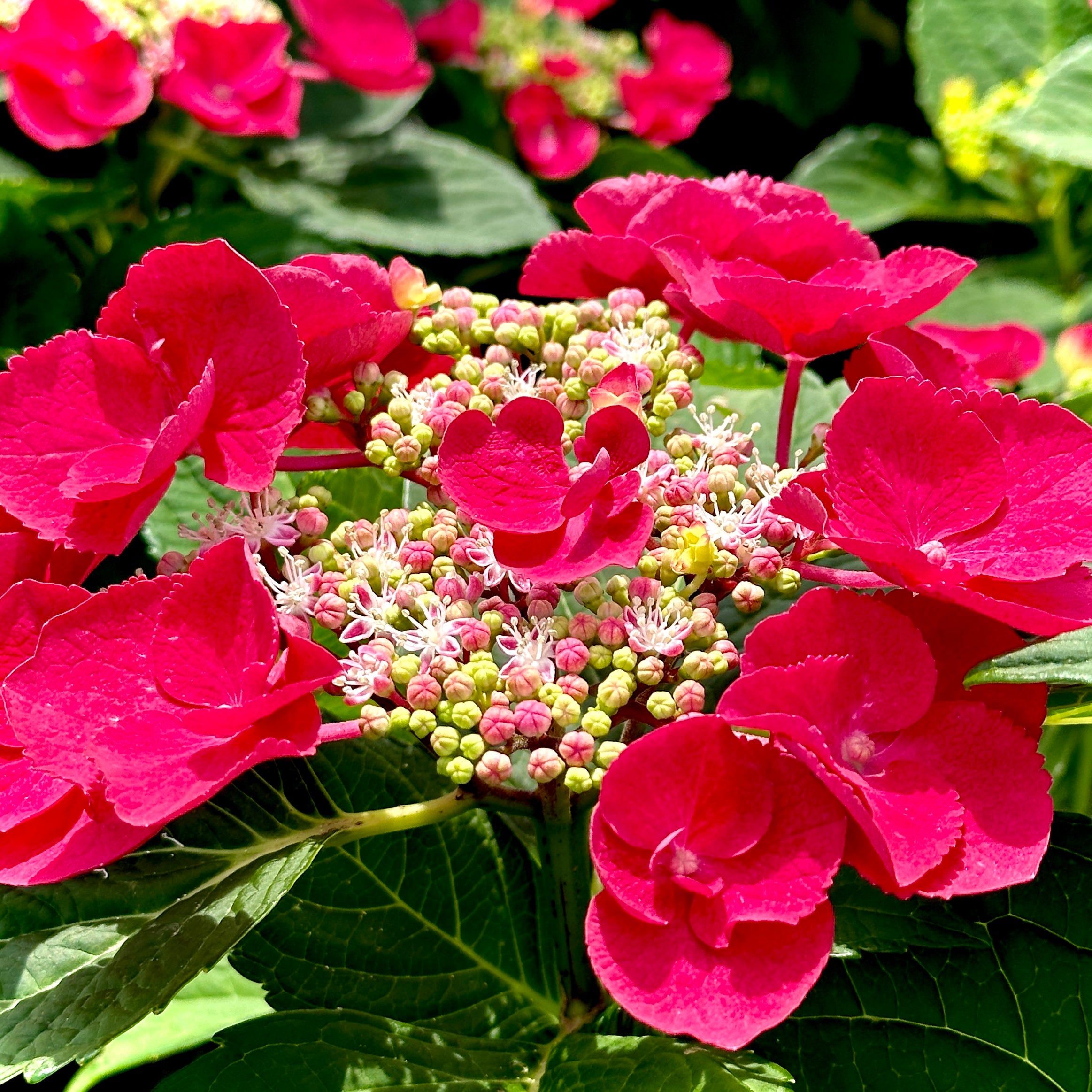 Cherry Explosion™ Hydrangea