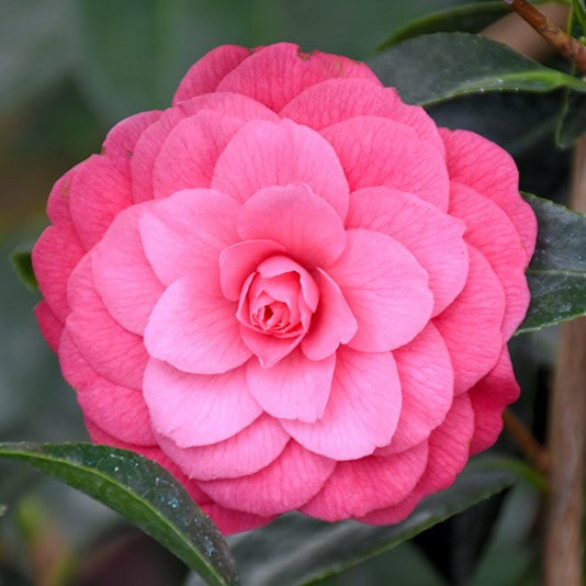 April Rose Camellia - 3 gallon container – Lots of Plants