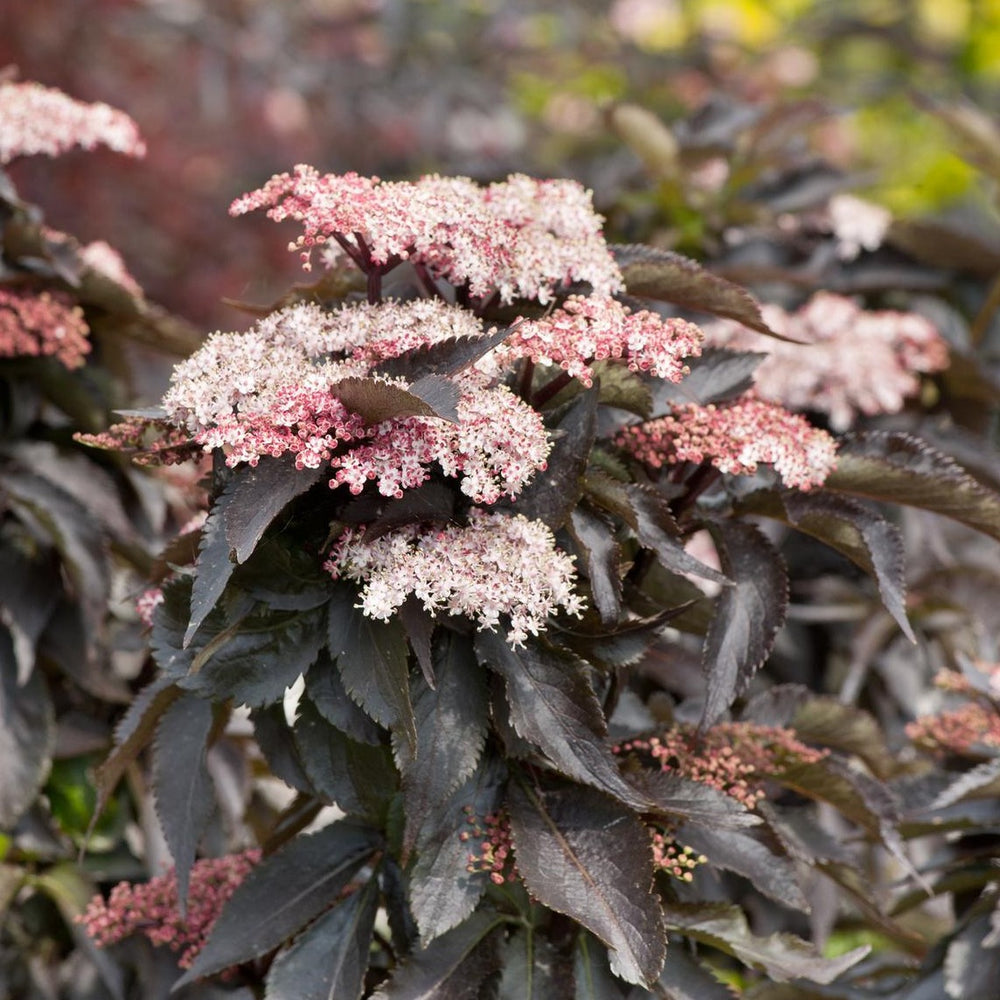 Image of Close up of black tower elderberry flower