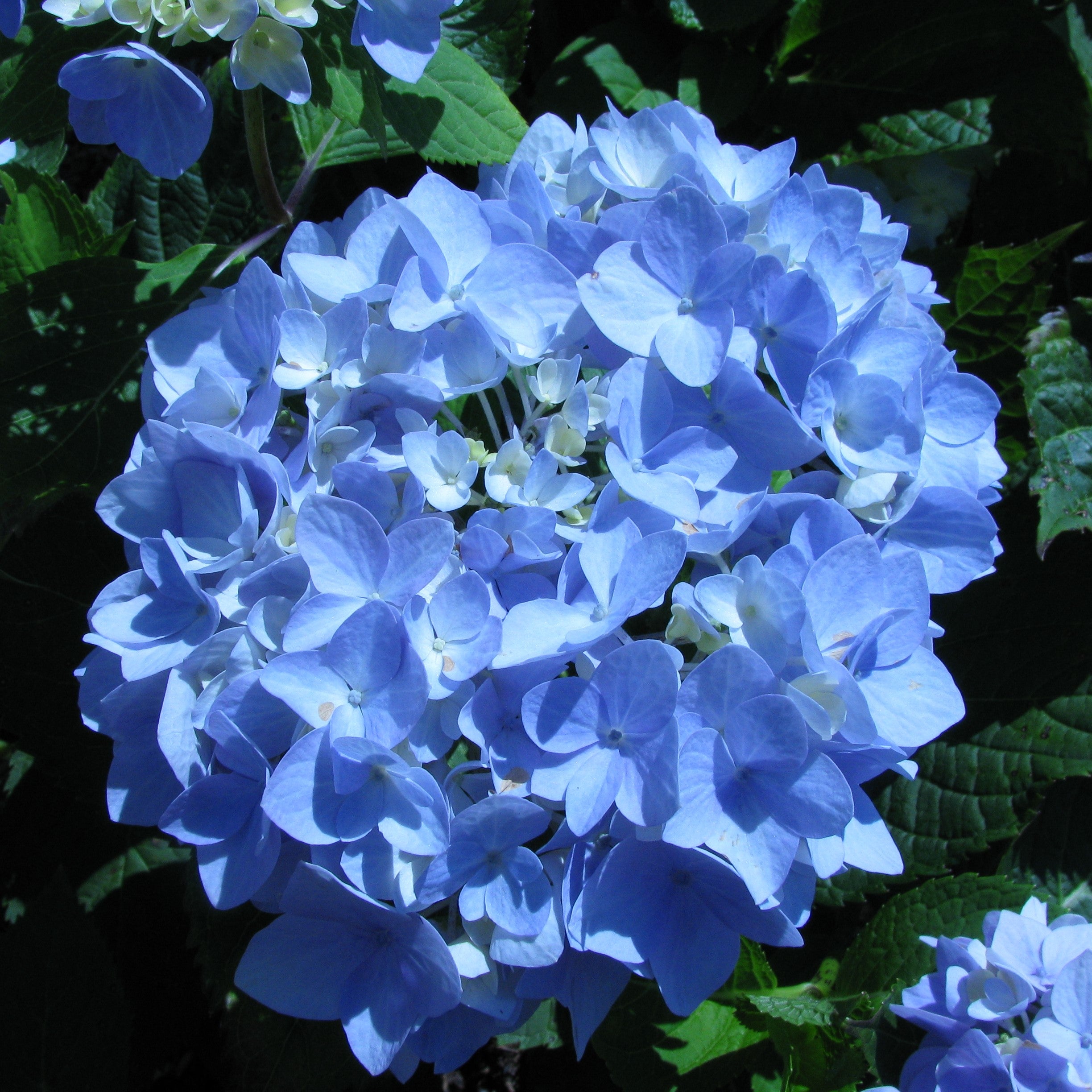 Image of Endless summer hydrangea 3 gallon, young plant