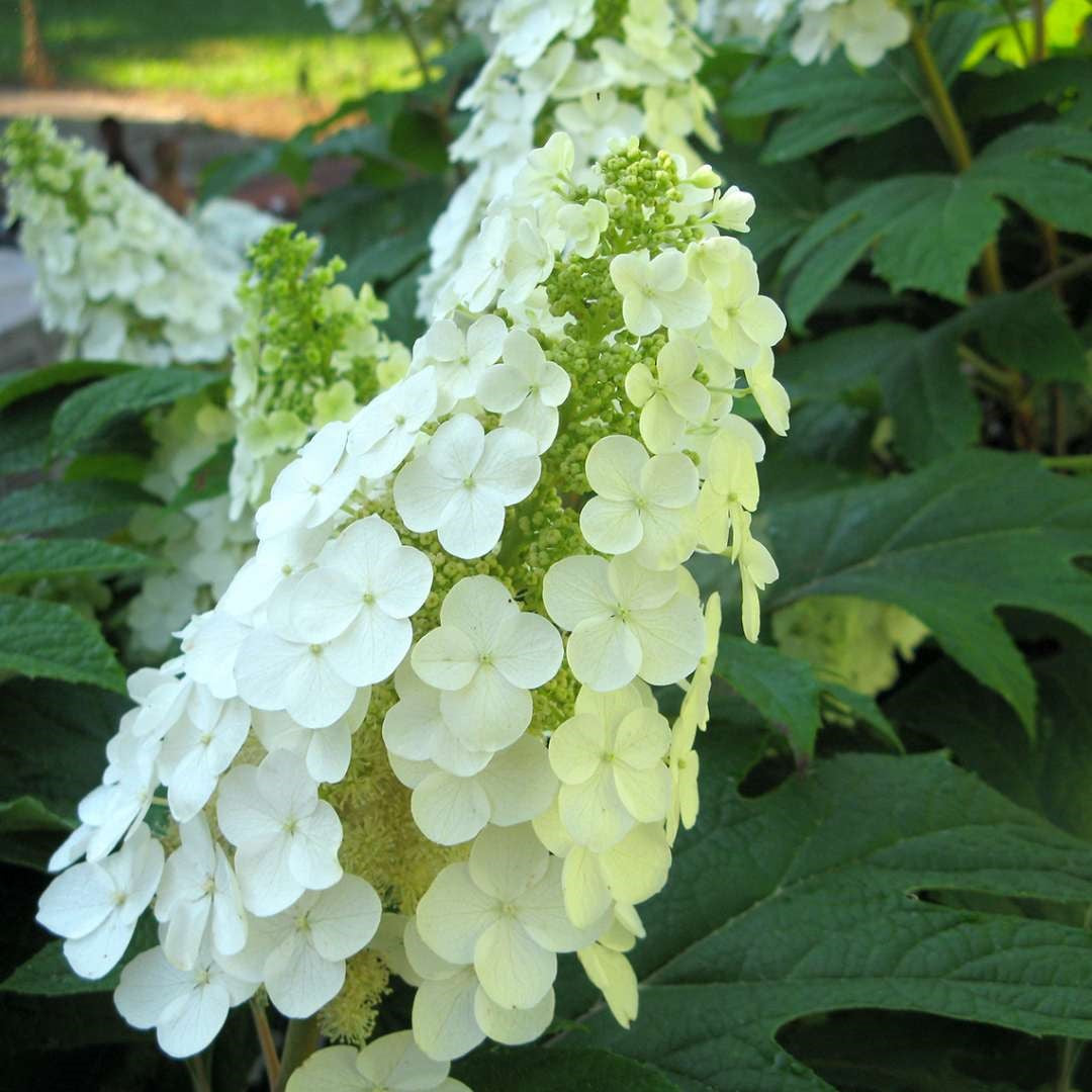 Image of Gatsby gal hydrangea close up hydrangea