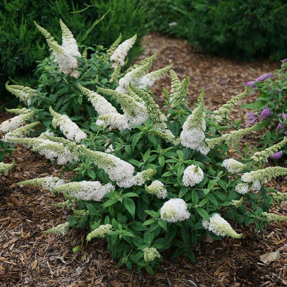 Image of White butterfly bush