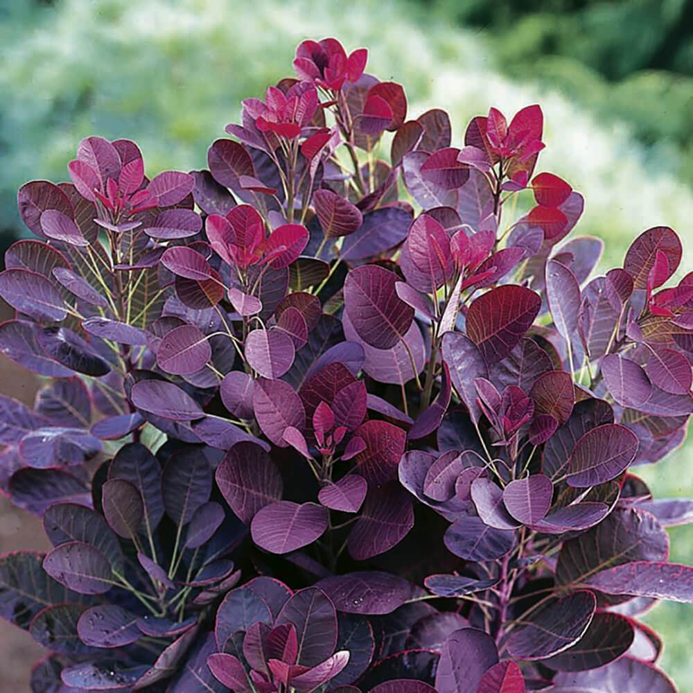 Image of Smokebush purple flower