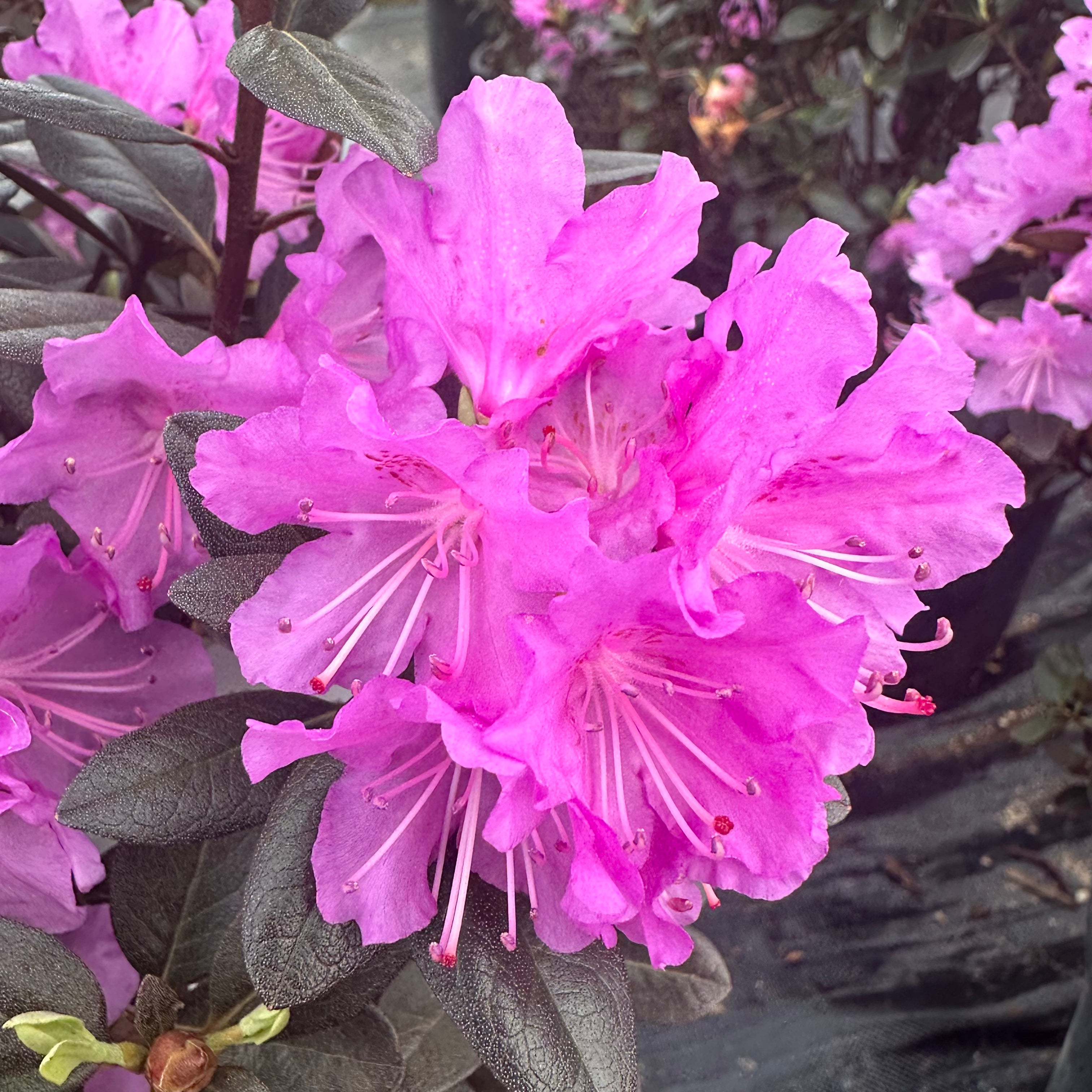 Rhododendron - 3 or 5 gallon container – Lots