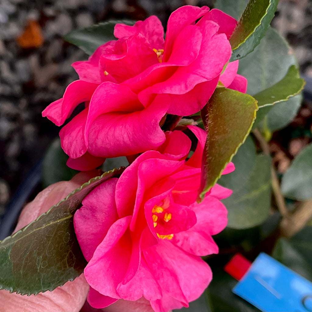 Image of Shi shi camellia and rhododendron companion plants