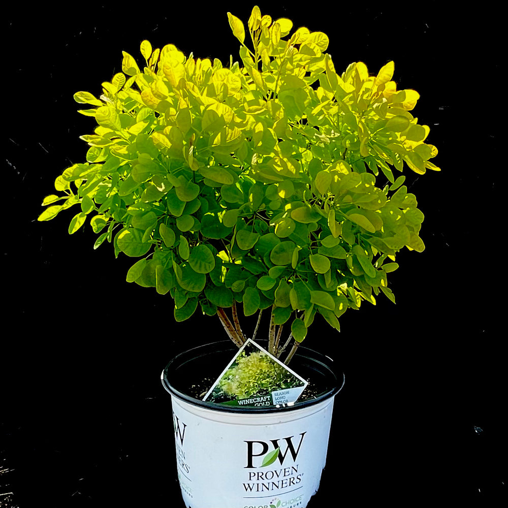 Image of Winecraft Gold smokebush plant in pot