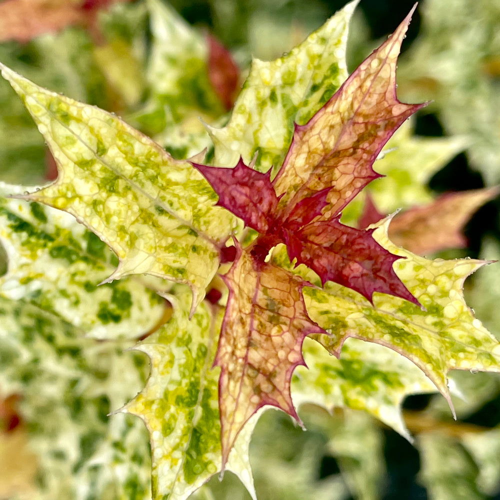 Image of Goshiki false holly with hostas