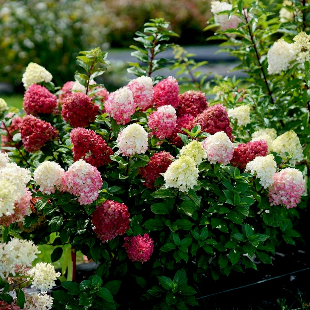 Image of Little Lime Punch Hydrangea bush in full sun