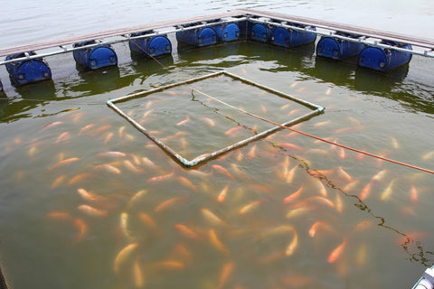 Fish Farm, Farm-Raised vs. Wild-Caught Fish: What's the Difference?