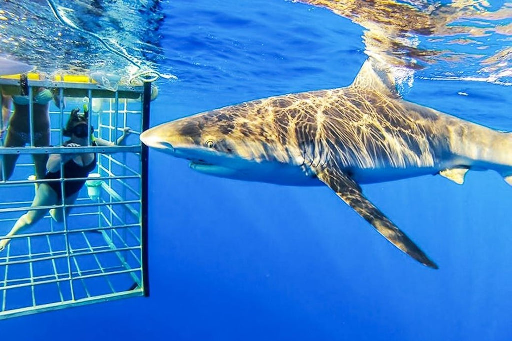 Mother's Day Idea The Shark Cage Dive
