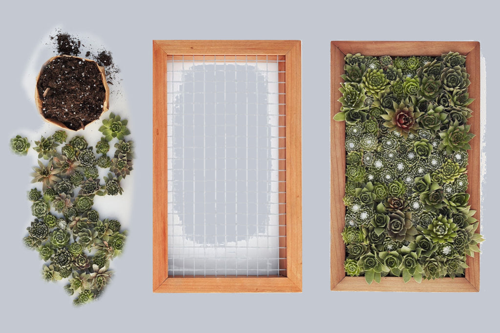 Succulent Garden Kit and Decorative Planter