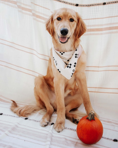 A cute dog in a costume next to a pumpkin 