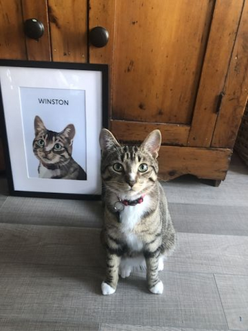 A cat standing next to its painting 