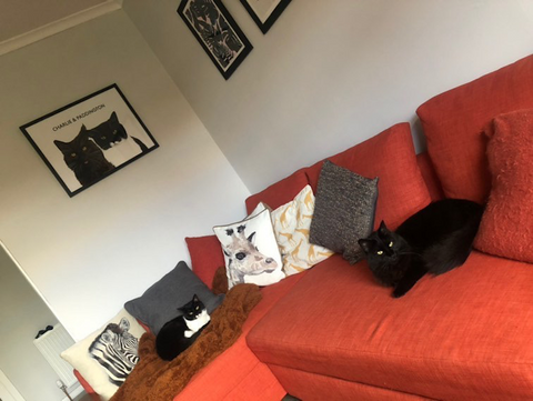 Two cats sitting next to their pet portraits 