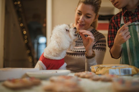 dog getting a christmas treat