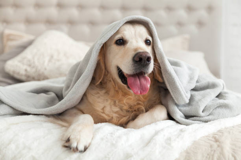 A dog under a duvet 