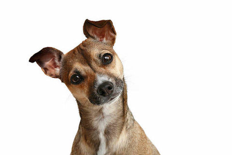 A dog posing for a photo